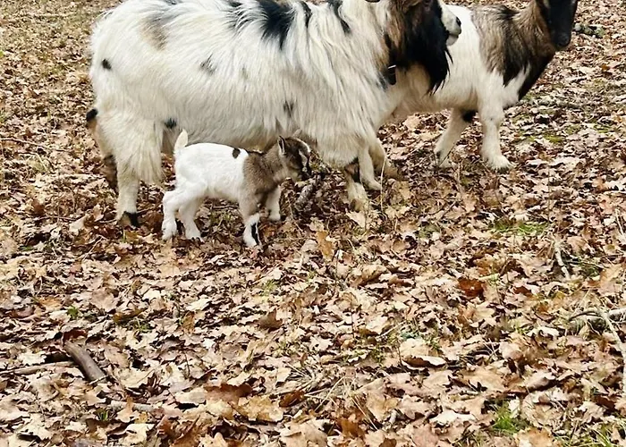 Дом отдыха Eco-villa En Lisiere De Foret *